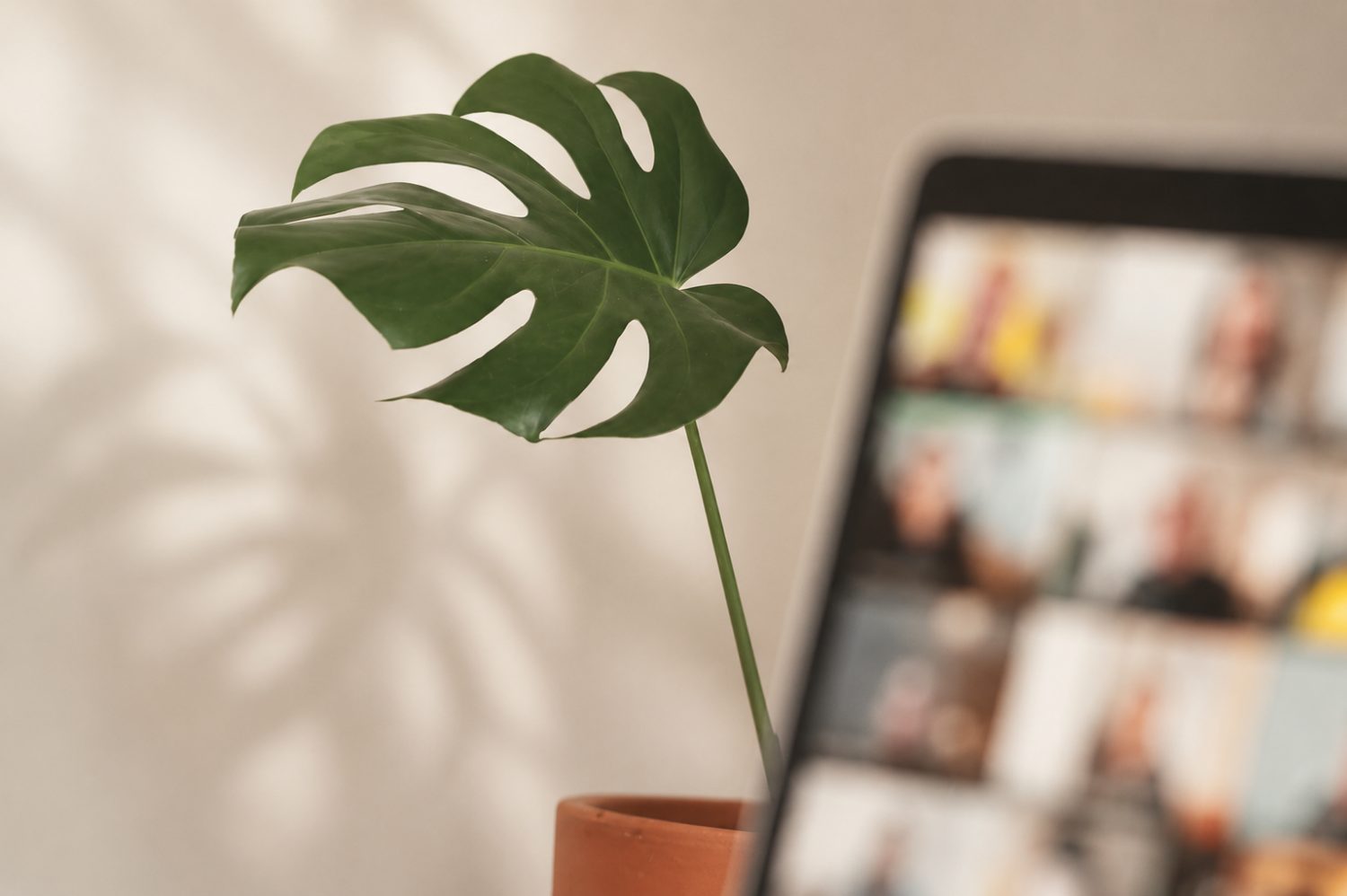 An online counselling session on a laptop beside a plant